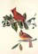 Cardinal Grosbeak Poster Print by John James Audubon - Item # VARPDX198040